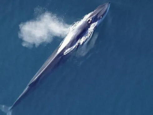 An ariel view of a fin whale