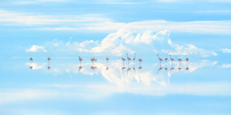 Flamingos on a mirror-like water surface