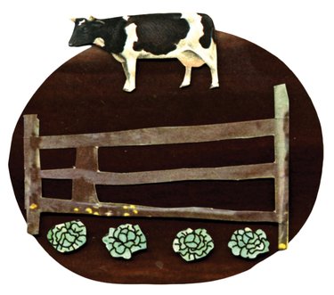 Illustration of a cow and cabbage