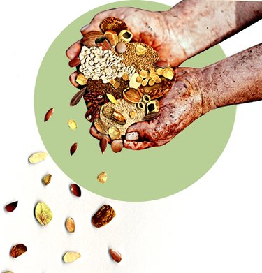 Illustration of hands holding grains
