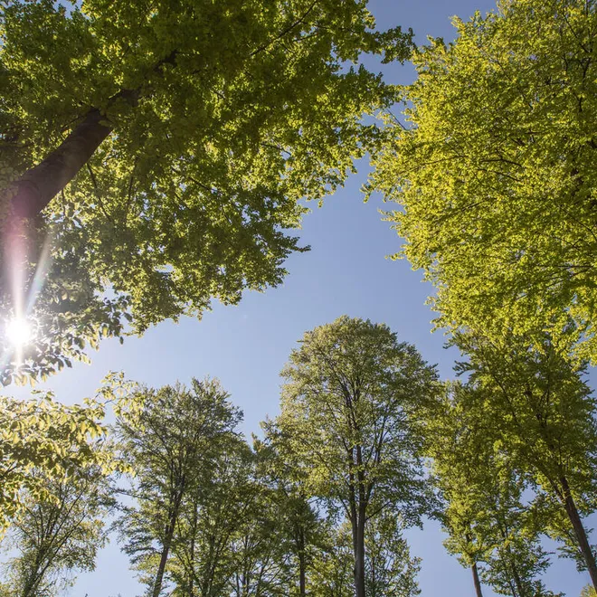 Looking upward into sun and two trees