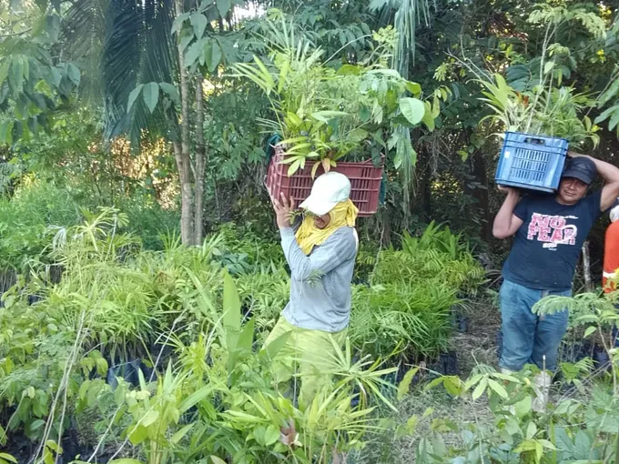 People bringing crates of saplings to ready for planting in open space