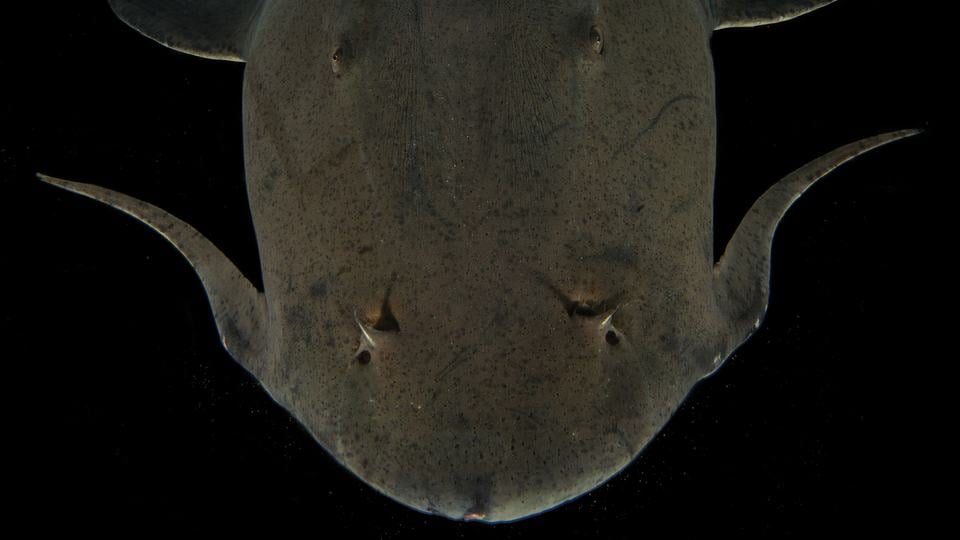 A dark brownish-gray goonch catfish against a dark background
