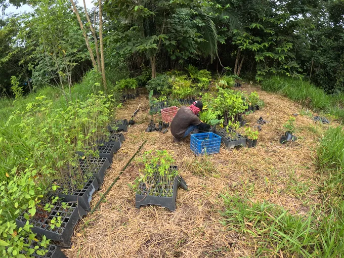 A man crouching at the forest edge, planting trees