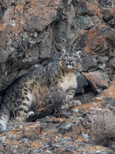 A snow leopard walks along a rocky outcropping