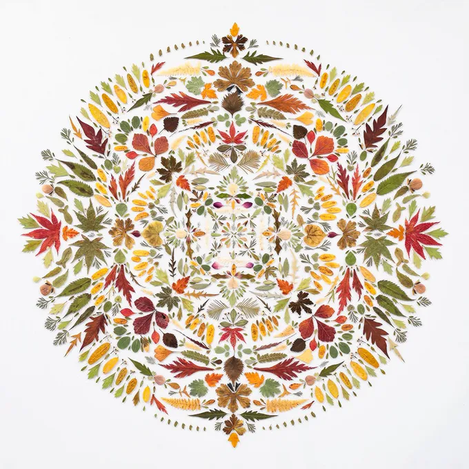 Leaves and petals arranged in a mandala pattern