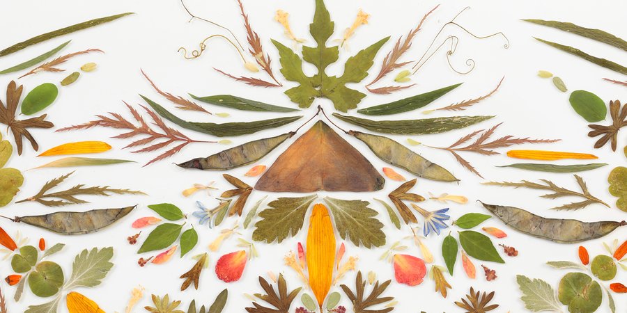 Symmetrical arrangement of leaves and petals