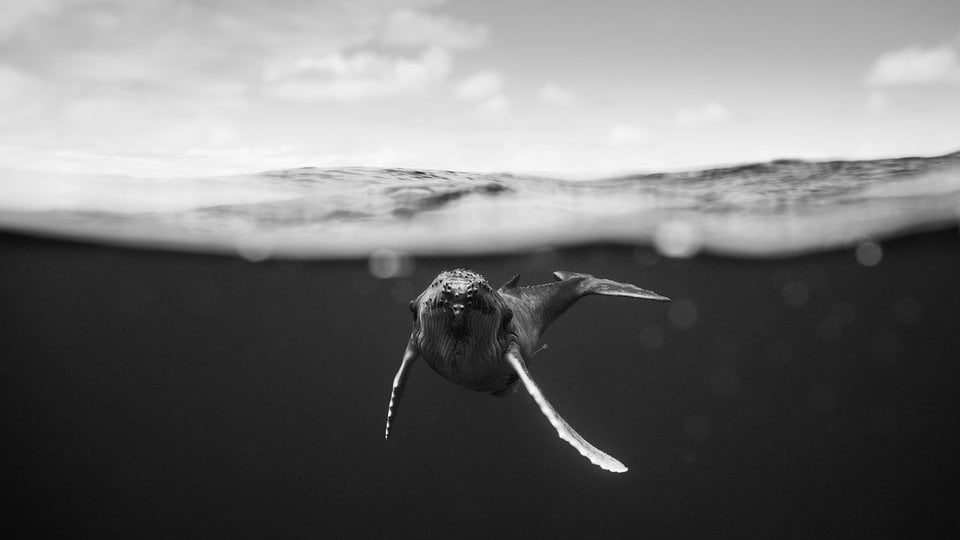 Whale just under surface swimming toward camera