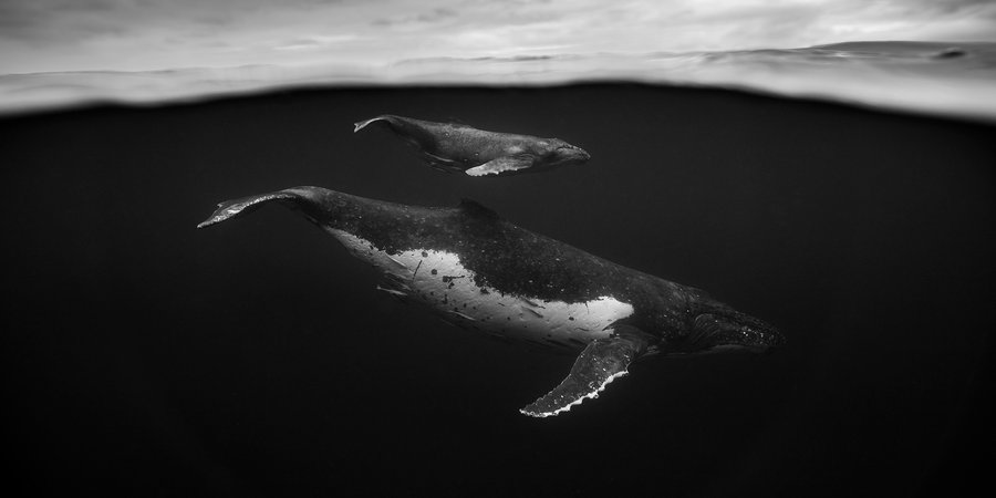 Two whales underwater, one adult one calf swimming above