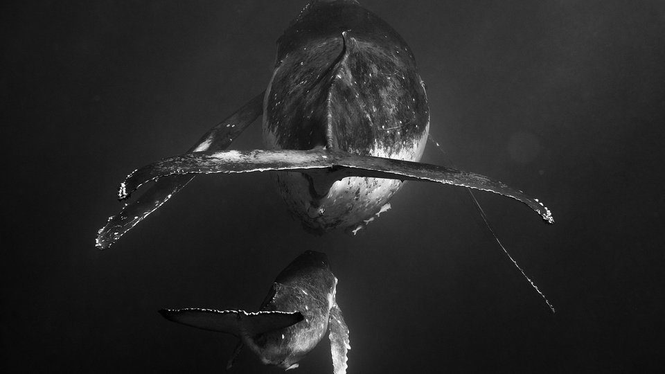 Two whales, adult and calf, swimming underwater away from camera