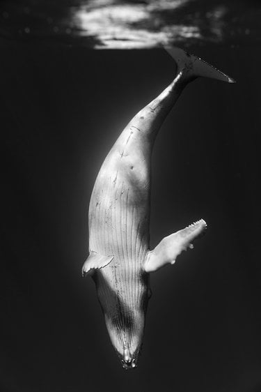 Whale diving down underwater
