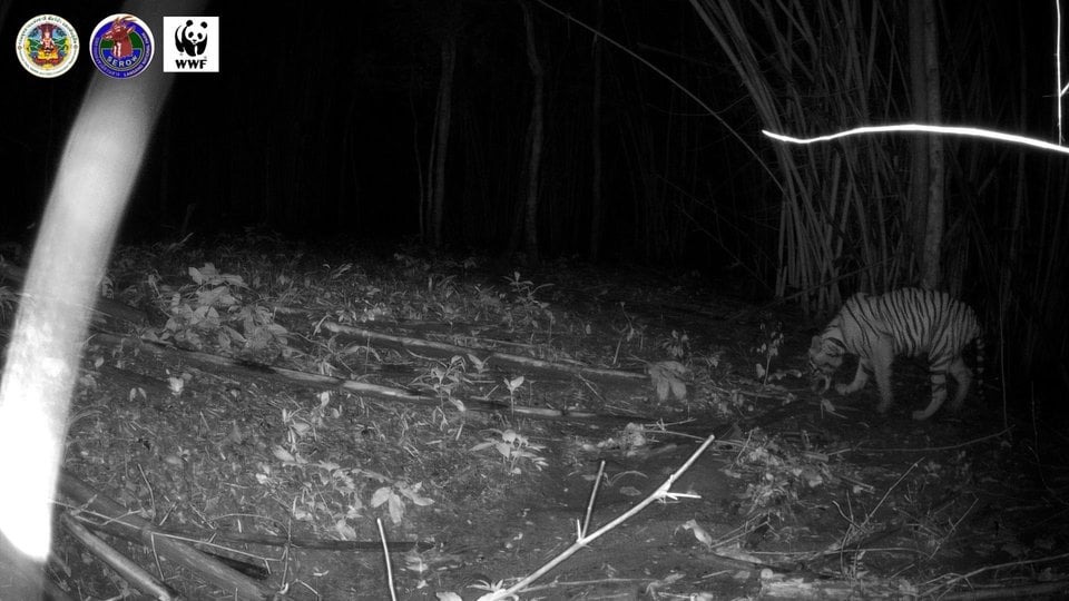 A black and white camera trap image shows Gamma the tiger cub a the edge of the frame in the forest of La Sang National Park