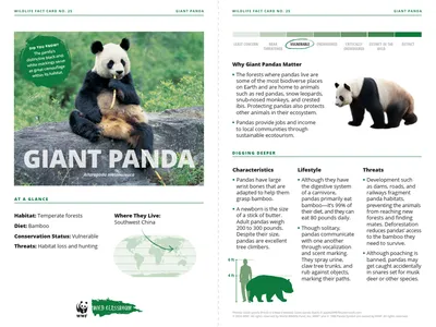 Giant Panda Species Card