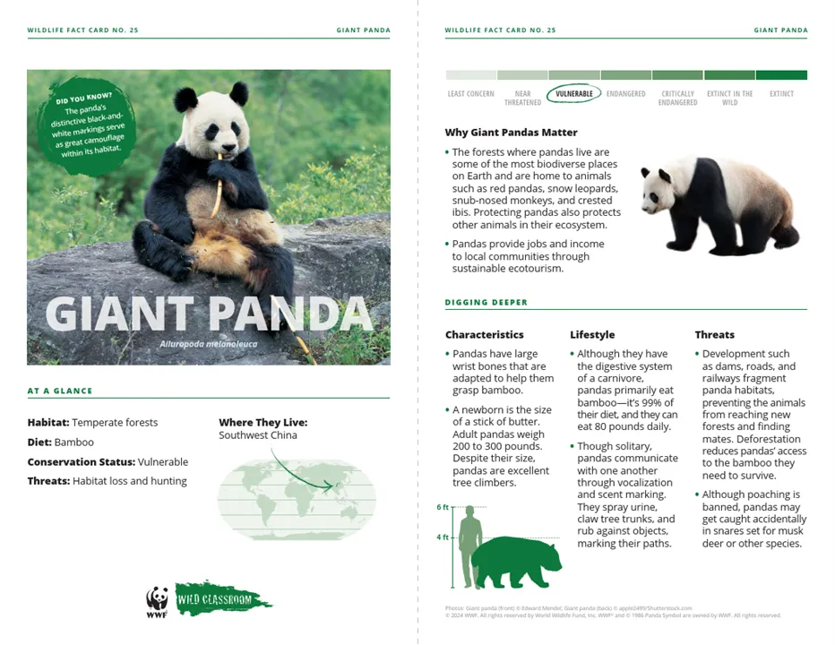 Giant Panda Species Card