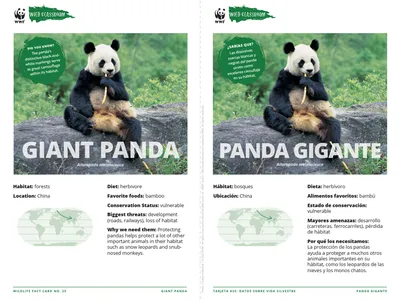 Giant Panda Species Card ELL