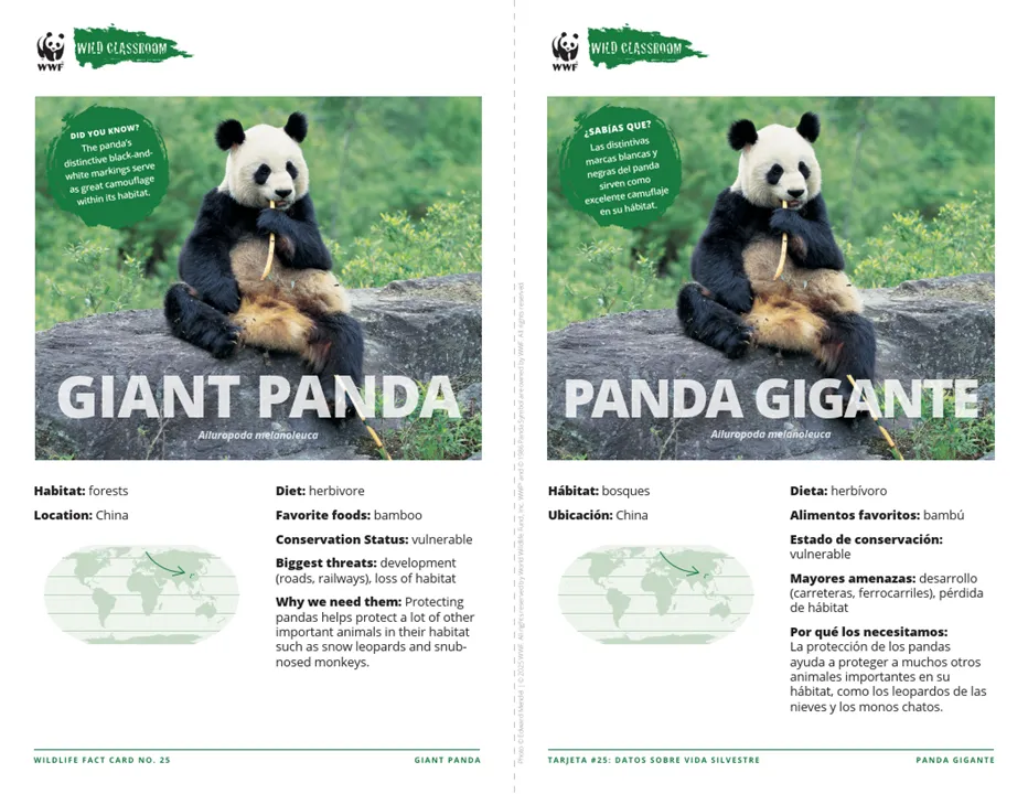 Giant Panda Species Card ELL
