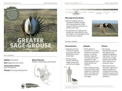 Greater Sage-Grouse Species Card