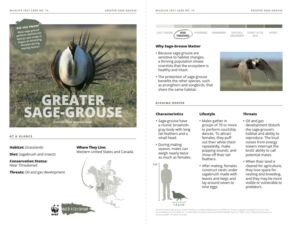 Greater Sage-Grouse Species Card