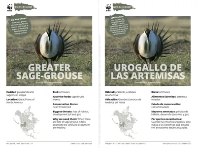 Greater Sage-Grouse Species Card ELL