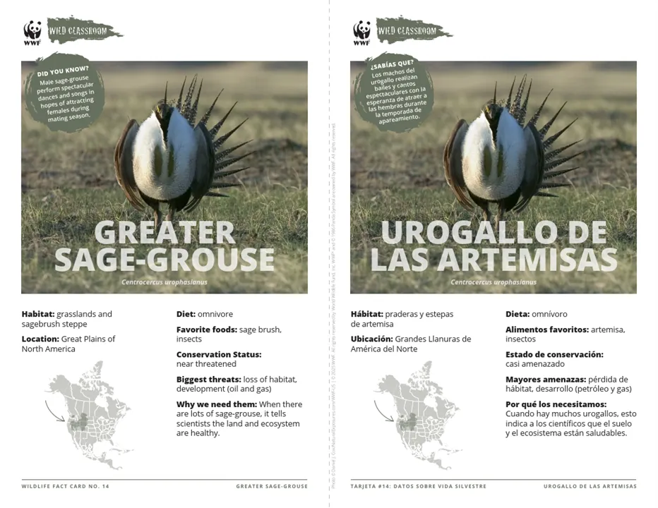 Greater Sage-Grouse Species Card ELL
