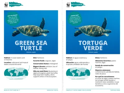 Green Sea Turtle Species Card ELL