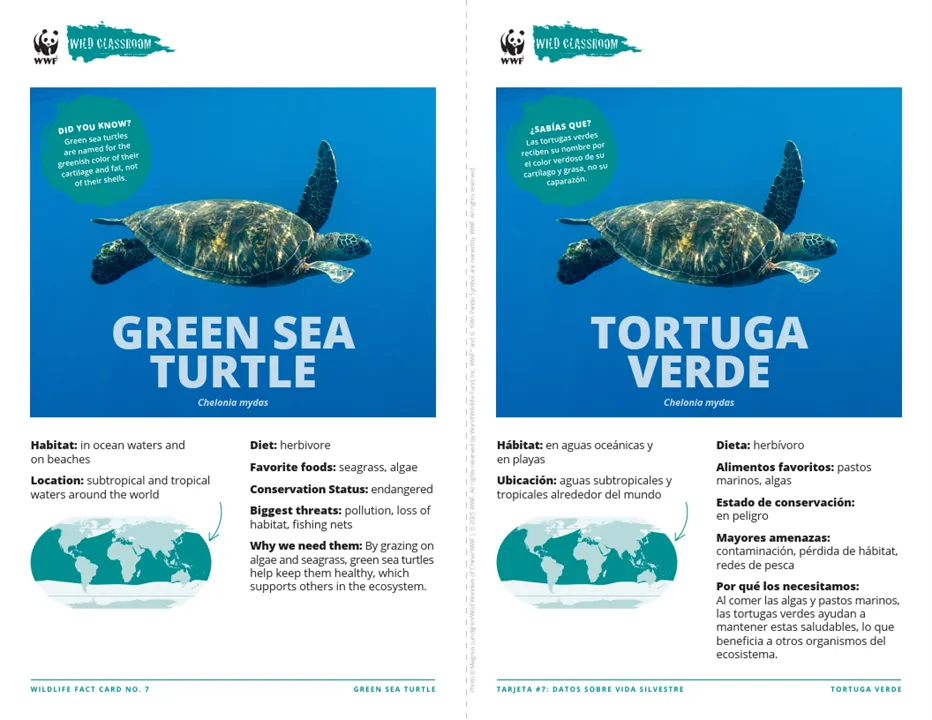 Green Sea Turtle Species Card ELL