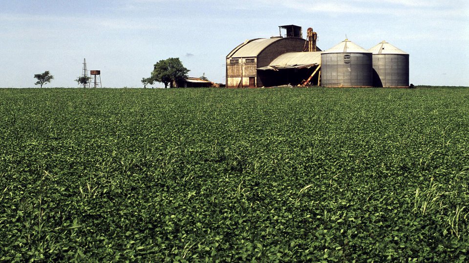 A lush soybean plantation with a processing plant in the background