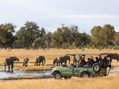 A truck of visitors watching a parade of elephants