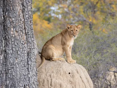 Young lion sitting on a rock