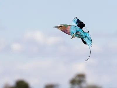 Colorful bird