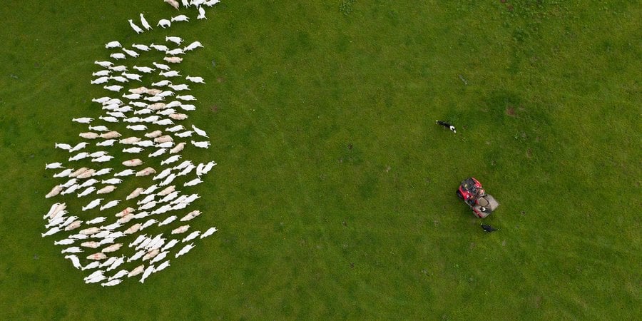 Aerial photo of herd of sheep in cluster near farmer with tractor and dog