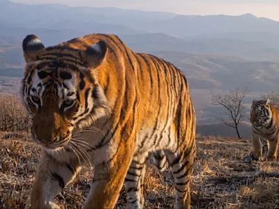 The mother tiger known as Hero Tigress walks with one of her cubs close behind