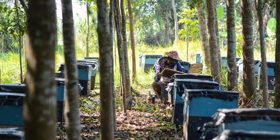 Man opening beehive under trees
