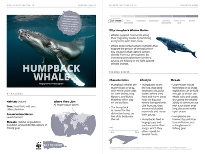 Arctic Species Cards Humpback Whale