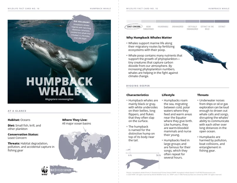 Arctic Species Cards Humpback Whale