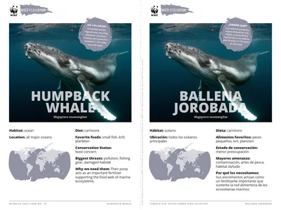 Humpback Whale Species Card ELL