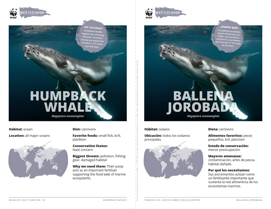 Humpback Whale Species Card ELL