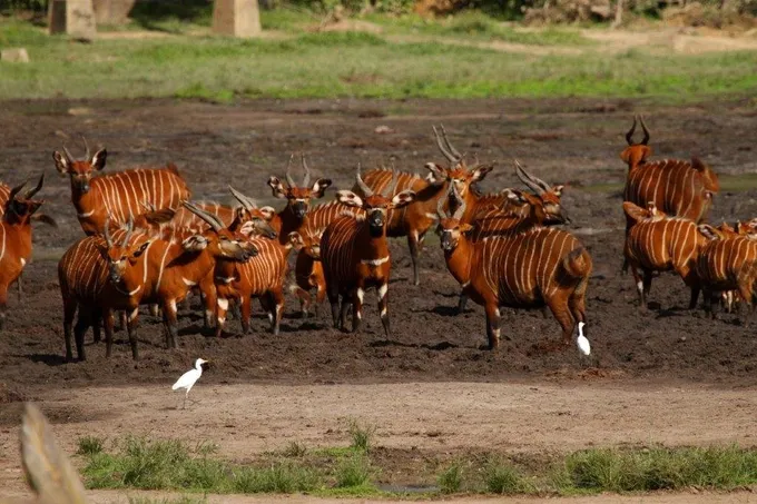A crowd of wildebeest walk in the mud