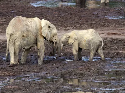 Two elephants walk in the mud