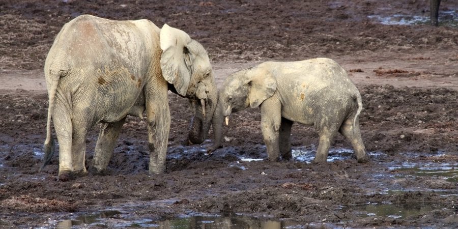 Two elephants walk in the mud