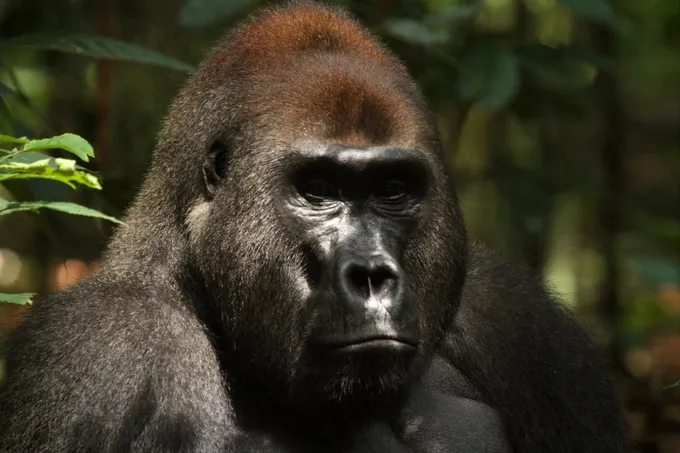A large gorilla looks at the camera