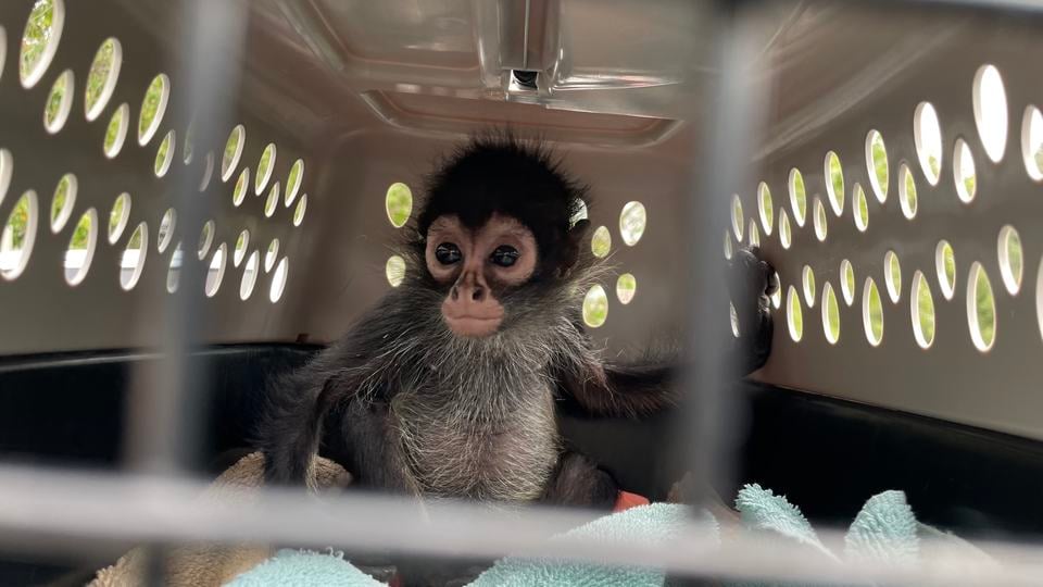 A young monkey rescued from the pet trade is transported in a carrier