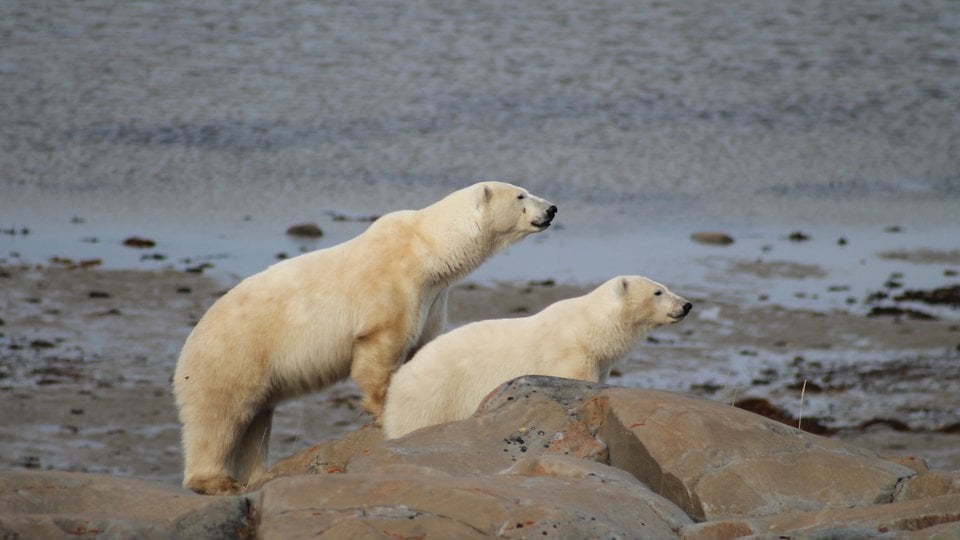 Two polar bears on alert