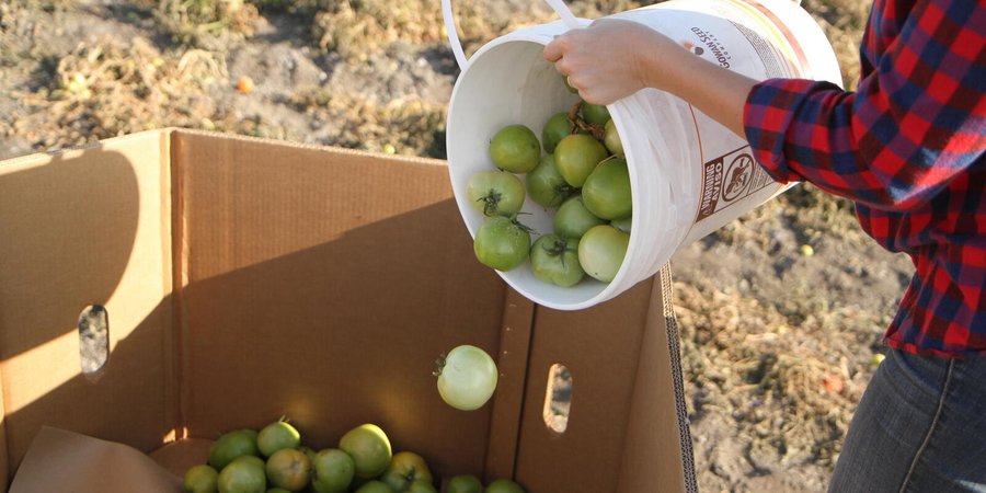 Workers harvest tomatoes on a farm in California