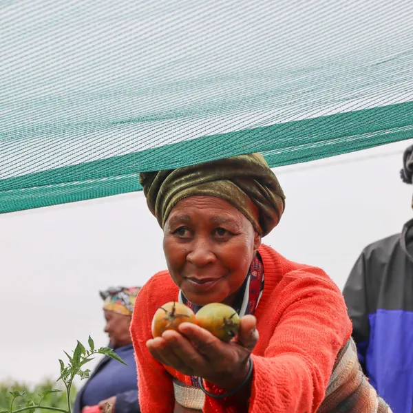 Mme Jonas offers a handful of tomatoes