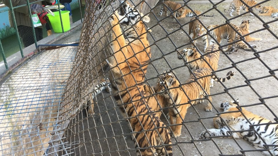 Many tigers together behind a chain link barrier