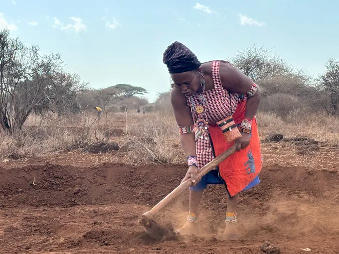 A woman uses a tool to dig a hole amid low shrubs