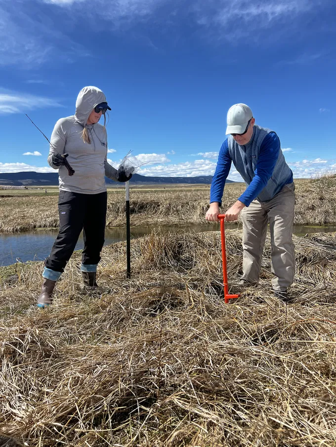 A person in a gray hoody and a person in a blue shirt and hat use tools to dig holes to plant cottonwood and willow saplings