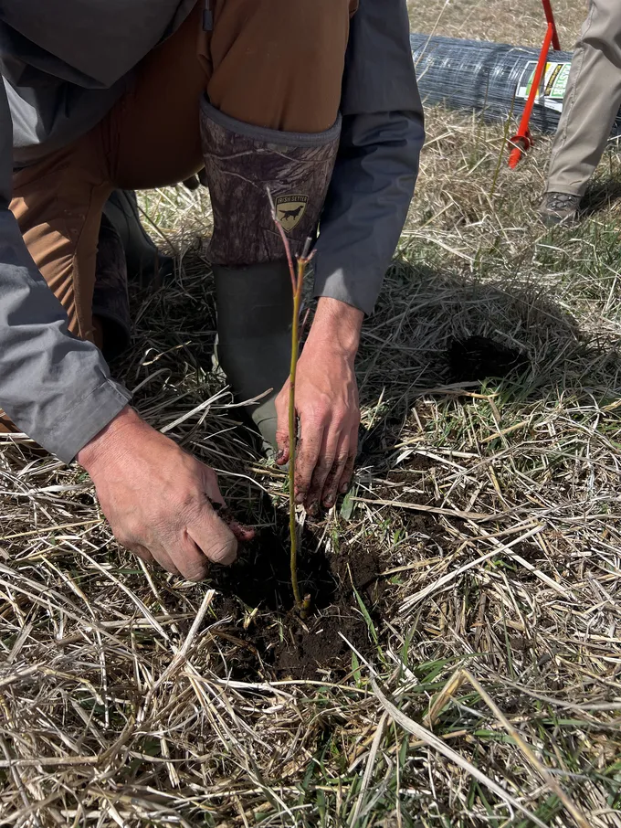 A closeup of a person's hands as they kneel down to plant a sapling among the grasses