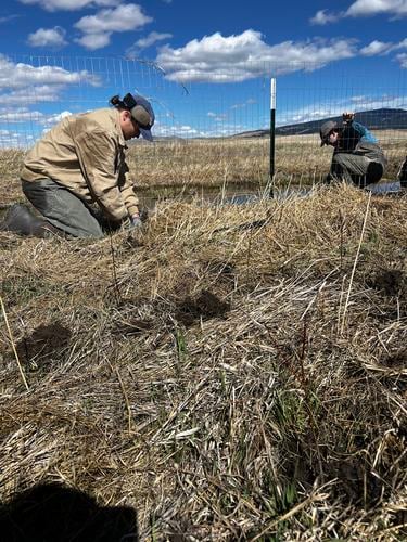 Two people, one in a tan jacket and black hat and the other in a gray jacket, kneel down in tall tan grass to plant saplings under a blue sky